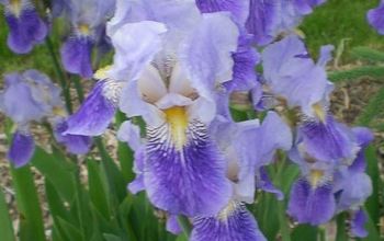 Iris I've planted