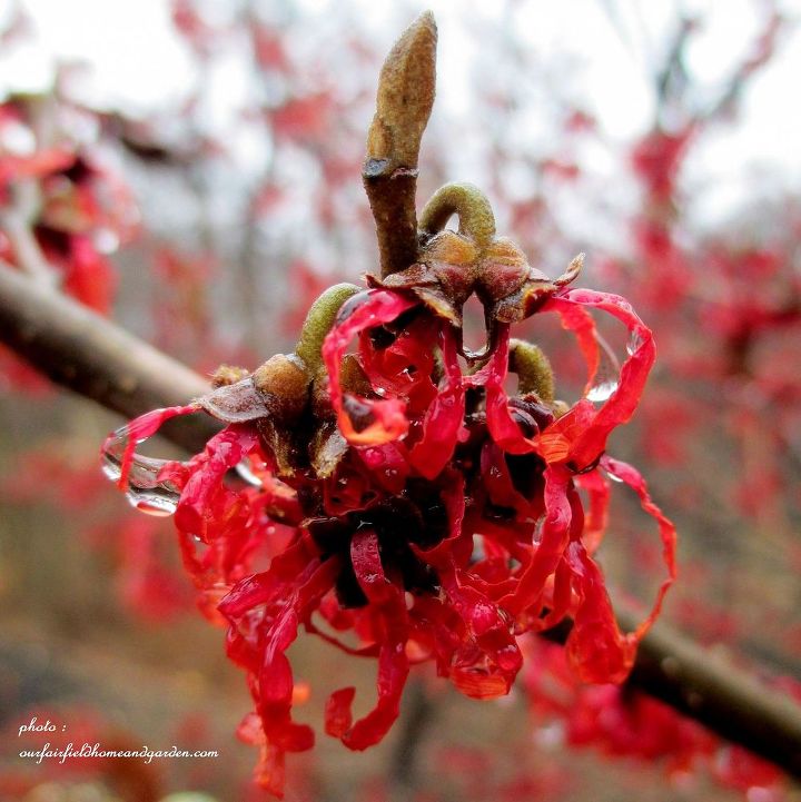 color de invierno en el jardin, Hamamelis Diane una fragante flor de invierno