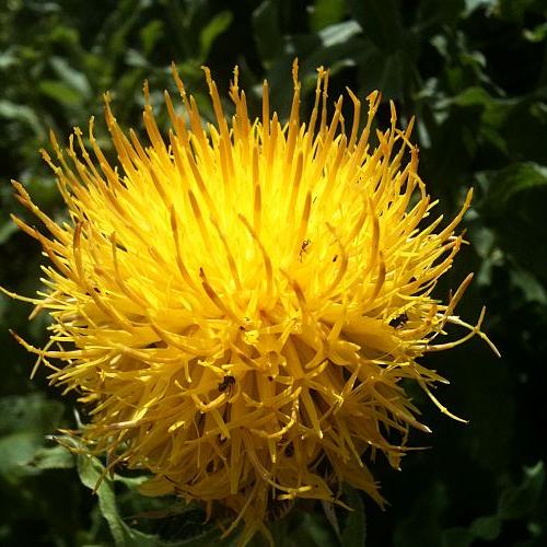 flowers in my gardens, flowers, gardening, Not sure what this plant is It kind of looks like a Yellow Thistle only the plant has not prickers on it