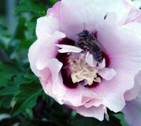flowers in my gardens, flowers, gardening, Rose of Sharon with a bee busy gathering pollen
