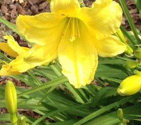 going crazy for spring, flowers, gardening, 3 Daylily