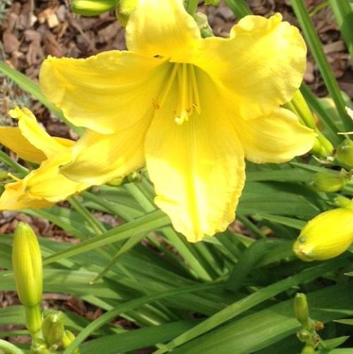 going crazy for spring, flowers, gardening, 3 Daylily