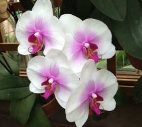 going crazy for spring, flowers, gardening, 4 Orchids Phalaenopsis Moth Orchid
