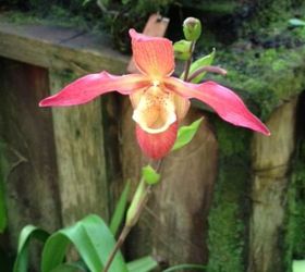 going crazy for spring, flowers, gardening, 1 I know this one I was so fascinated with it it s a ladyslipper orchid