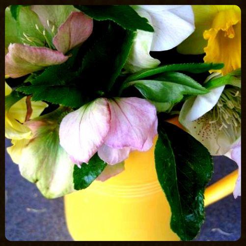 time for hellebores, flowers, gardening