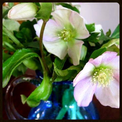 time for hellebores, flowers, gardening