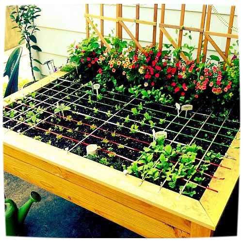 raised garden bed organic salad table 2012, container gardening, diy, flowers, gardening, raised garden beds, An organic raised garden table planted by the square foot method using companion herbs and flowers and a little veggie bling