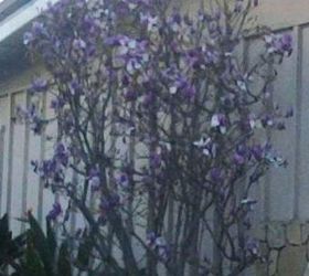 q can you name this flowering tree, flowers, gardening, mystery flowering tree