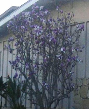 q can you name this flowering tree, flowers, gardening, mystery flowering tree