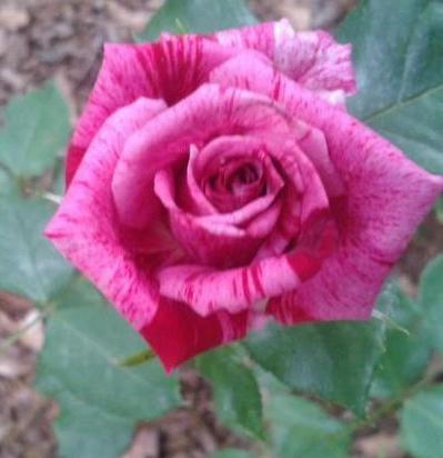 this is one of many rose bushes i grow just wanted to share it, gardening, this is a candy land rose It bloomed last year and it soon became my favorite