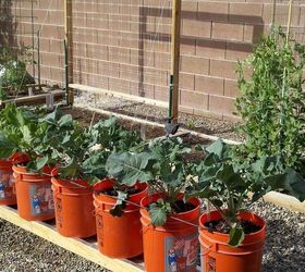 growing in containers, container gardening, gardening