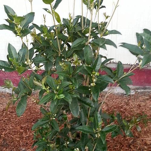 tea olive tree, flowers, gardening
