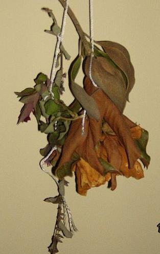dried flower arrangements, crafts, home decor, Hanging magnolia blossoms to dry