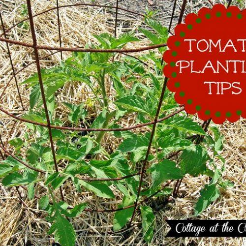 nuestros consejos para plantar tomates, Nuestros consejos le garantizar n el xito en el cultivo de tomates este a o