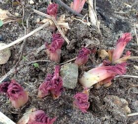 it s beginning to look like spring in northern michigan, flowers, gardening, Bleeding Heart popping through the soil