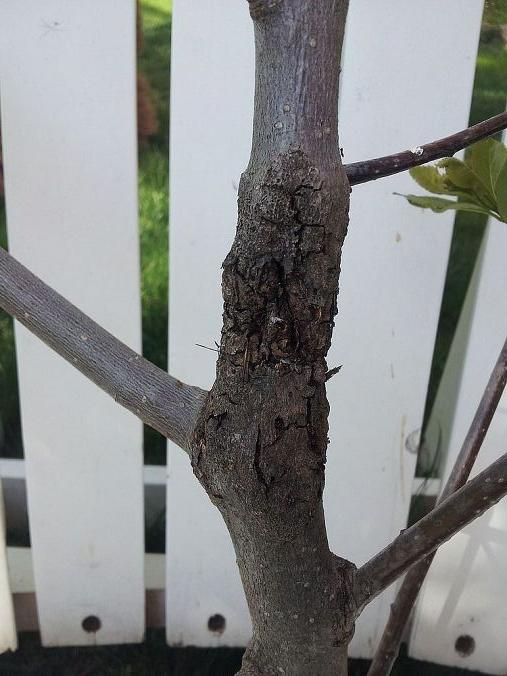 what s this tree crust, gardening