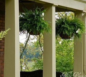 how to have hanging ferns that are the envy of the neighborhood, flowers, gardening, Every Spring I buy Boston ferns in hanging baskets at Lowe s or Home Depot