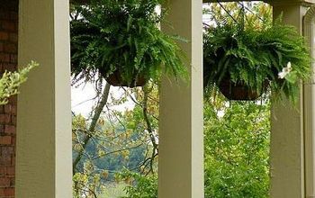 How to have HANGING FERNS that are the ENVY of the Neighborhood