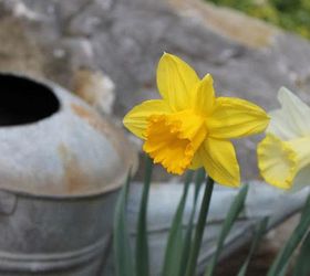 spring is blooming, flowers, gardening, perennials, Daffodils