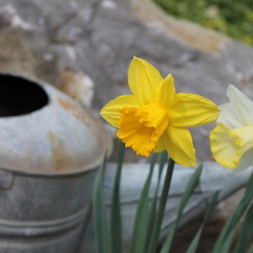 spring is blooming, flowers, gardening, perennials, Daffodils