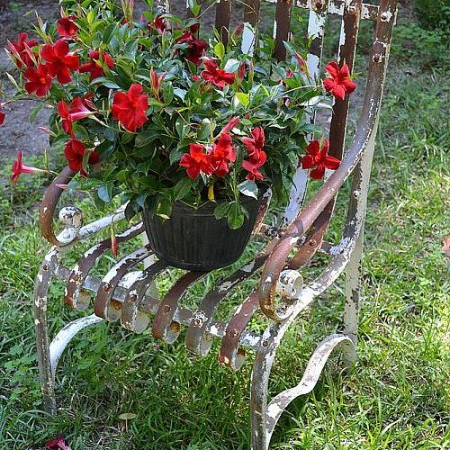 chippy rusty cast iron chair, flowers, gardening