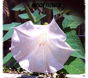 spring gardening, flowers, gardening, This is my moon flower that I looked all for last year I thought that it had died over the winter