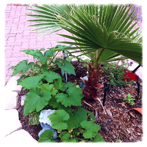 spring gardening, flowers, gardening, Since I m short on space I planted my squash in with my palm tree
