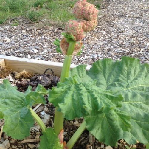 q rhubarb help please, flowers, gardening, Can I chop the flowering part off