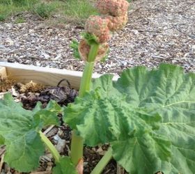 rhubarb help please, Can I chop the flowering part off