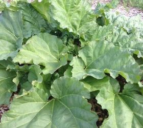 are there plants that look like rhubarb