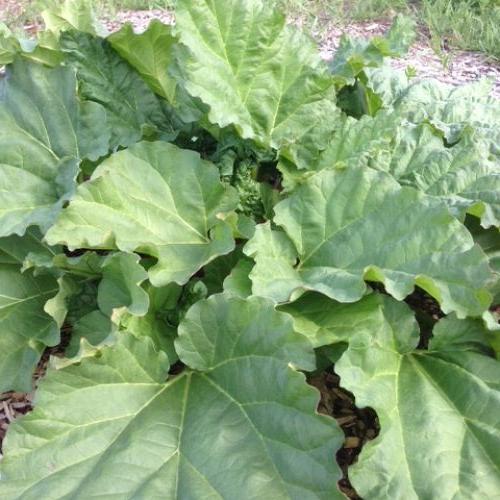 rhubarb help please, This is what my other 2 rhubarb plants look like