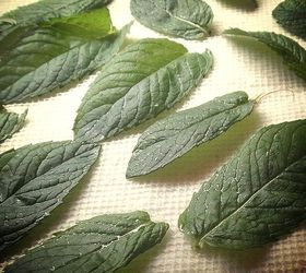the fastest way to dry herbs, gardening, 2 Lay out the leaves sandwiching them between dry paper towels Place them in the microwave