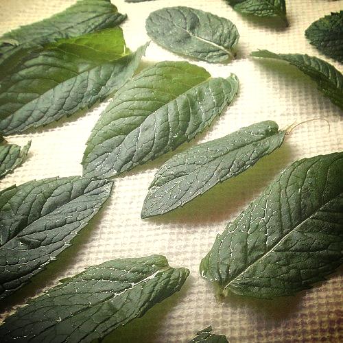 the fastest way to dry herbs, gardening, 2 Lay out the leaves sandwiching them between dry paper towels Place them in the microwave