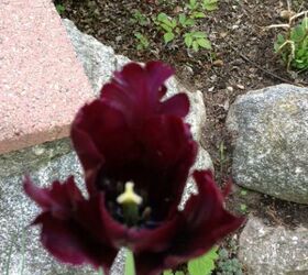 flowers in bloom, flowers, gardening, Maybe a parrot tulip