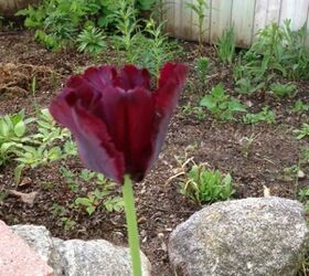 flowers in bloom, flowers, gardening, Love the deep coloring of this tulip