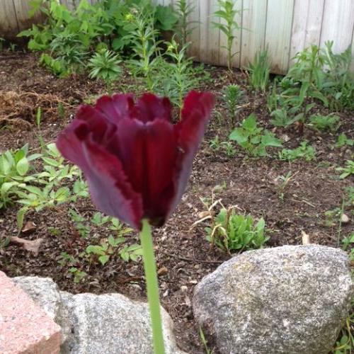 flowers in bloom, flowers, gardening, Love the deep coloring of this tulip