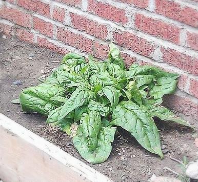 what is this is a weed or a type of spinach, gardening, Weed