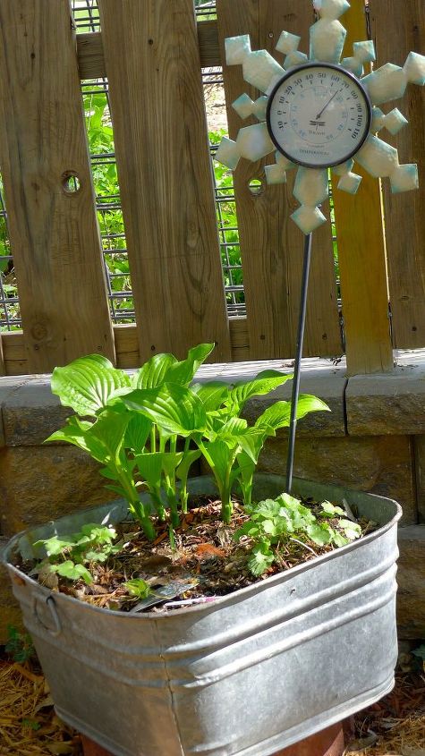 beginning to look like spring, Hostas in containers