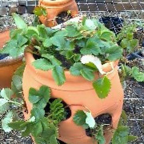 how to plant a strawberry jar that lives, gardening, Strawberry Jar that LIVES