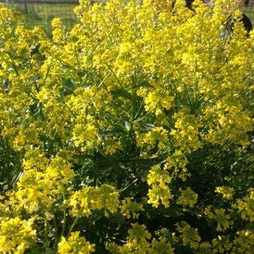 problem weed identities, gardening, have NO idea what this is was thinking wild mustard