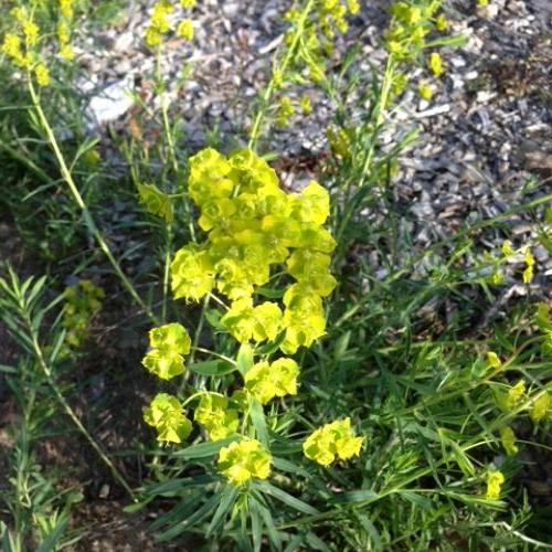 problem weed identities, gardening, I believe that this is some kind of spurge