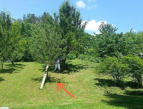 apple tree with severed trunk, gardening