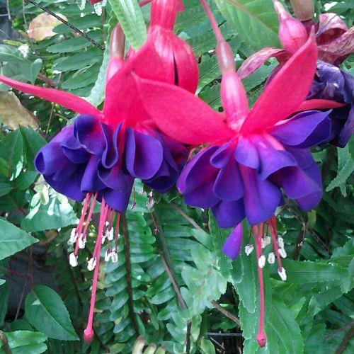 bleeding heart is the name and blooms in the springtime on one wall