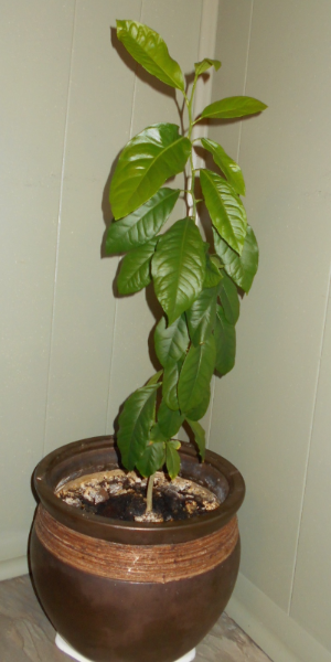 growing lemon tree from seeds, gardening, March 30 2015 Over 2ft tall