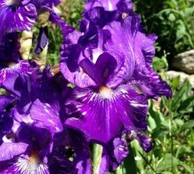 flower s in bloom this week, flowers, gardening, Batik Iris