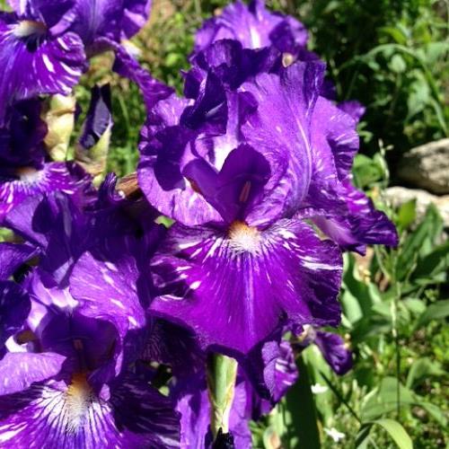 flower s in bloom this week, flowers, gardening, Batik Iris