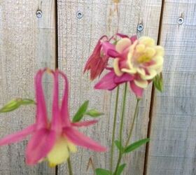 flower s in bloom this week, flowers, gardening, Columbine