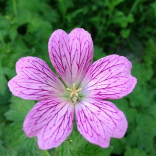 flower s in bloom this week, flowers, gardening, Everblooming Geranium Beauty right Very invasive And it gets leggy so it doesn t always looks so nice