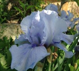 flower s in bloom this week, flowers, gardening, Iris