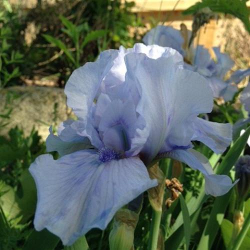 flower s in bloom this week, flowers, gardening, Iris